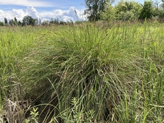 Carex cusickii
