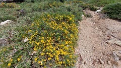 Genista salzmannii