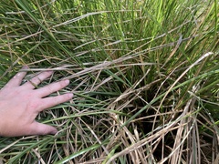 Carex cusickii
