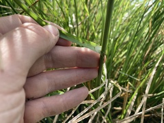 Carex cusickii