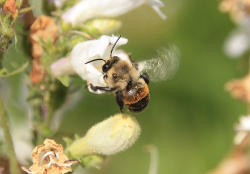 Abrupt Digger Bee photographed in Illinois