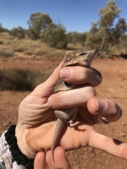 Sminthopsis crassicaudata