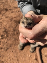 Sminthopsis crassicaudata