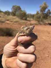 Sminthopsis crassicaudata