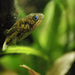 Dwarf Indian Puffer - Photo (c) Lindy de Bruyn, some rights reserved (CC BY-ND)