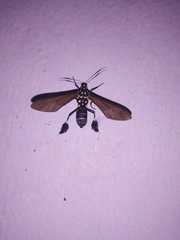 Horama plumipes
