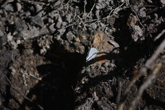 Cupido amyntula