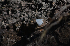 Cupido amyntula