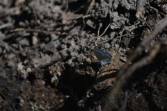 Cupido amyntula