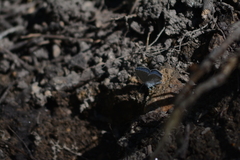 Cupido amyntula