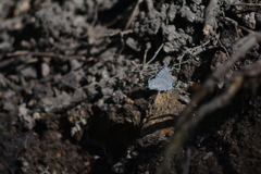 Cupido amyntula