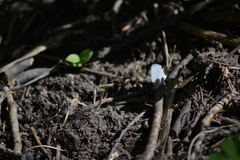 Cupido amyntula