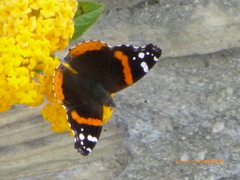 Vanessa atalanta
