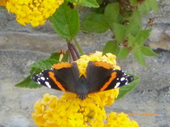 Vanessa atalanta