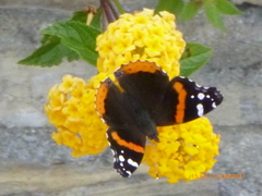 Vanessa atalanta