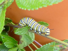Danaus plexippus