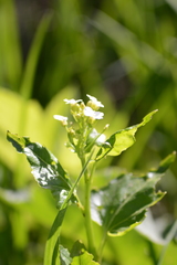 Cardamine cordifolia