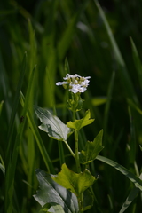 Cardamine cordifolia
