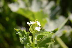 Cardamine cordifolia