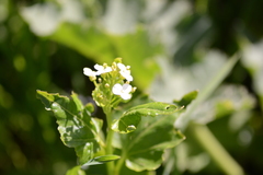 Cardamine cordifolia