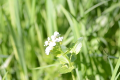 Cardamine cordifolia