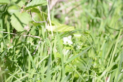 Cardamine cordifolia