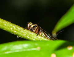 Heteronotus