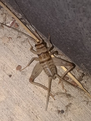 Gryllodes sigillatus