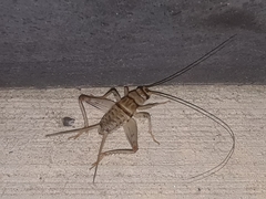 Gryllodes sigillatus