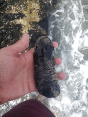 Holothuria whitmaei