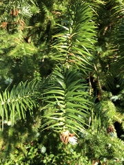Cunninghamia