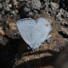 Cupido amyntula