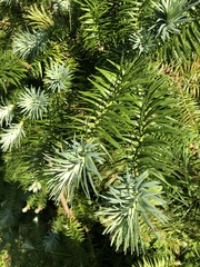 Cunninghamia