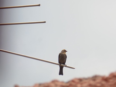 Haemorhous mexicanus