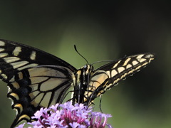 Papilio zelicaon