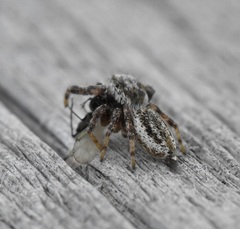 Pelegrina arizonensis