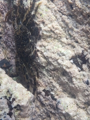 Grapsus tenuicrustatus