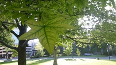 Liquidambar styraciflua
