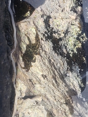 Grapsus tenuicrustatus