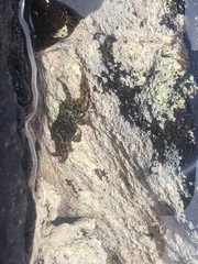 Grapsus tenuicrustatus