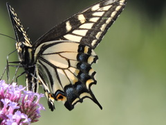 Papilio zelicaon