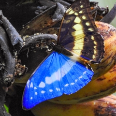 Morpho cypris