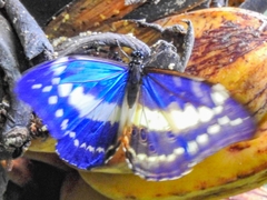 Morpho cypris