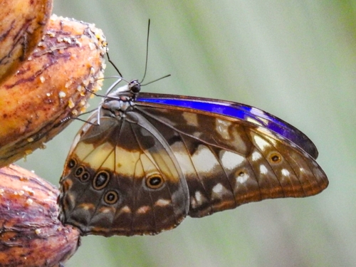 標本 Colombia Morpho cypris female 112mm Morpho cypris COLOMBIA - World of Butterflies and Moths