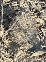 Mammillaria schumannii