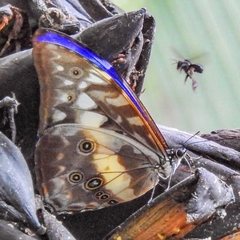Morpho cypris