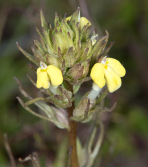 Castilleja rubicundula lithospermoides