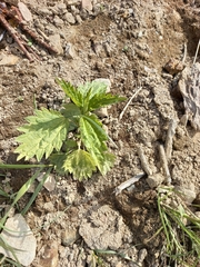 Urtica angustifolia