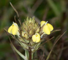 Castilleja rubicundula lithospermoides