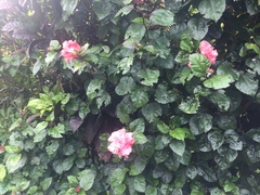 Rosa chinensis